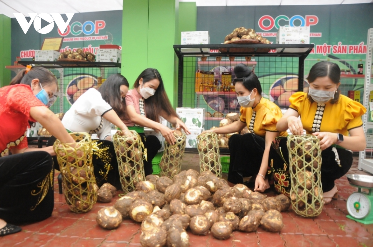 Sơn La phát triển thương hiệu khoai sọ Thuận Châu